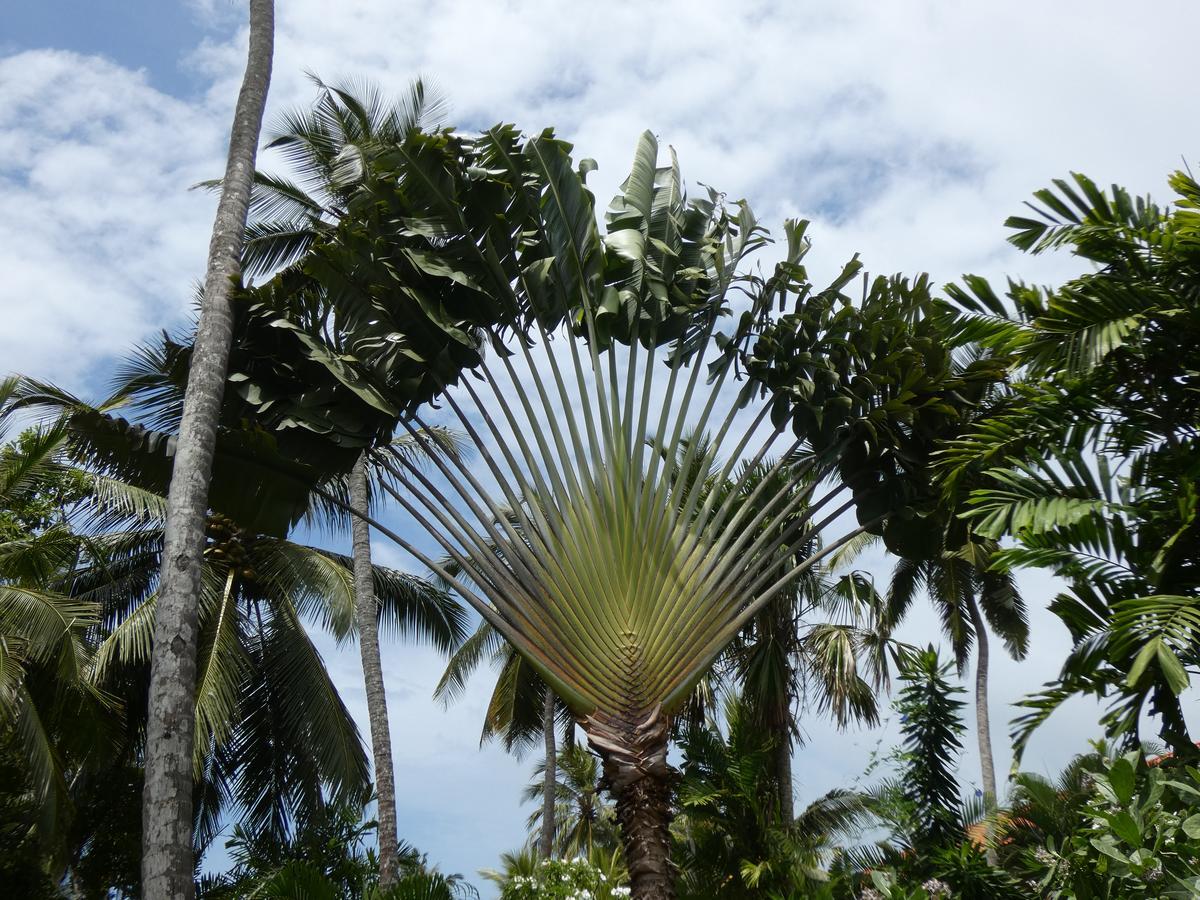 Pahalage Guesthouse Beruwala Esterno foto