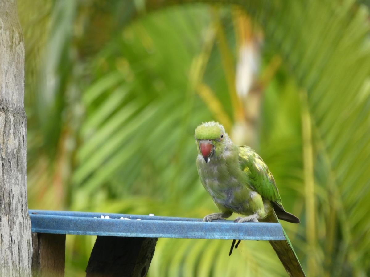 Pahalage Guesthouse Beruwala Esterno foto