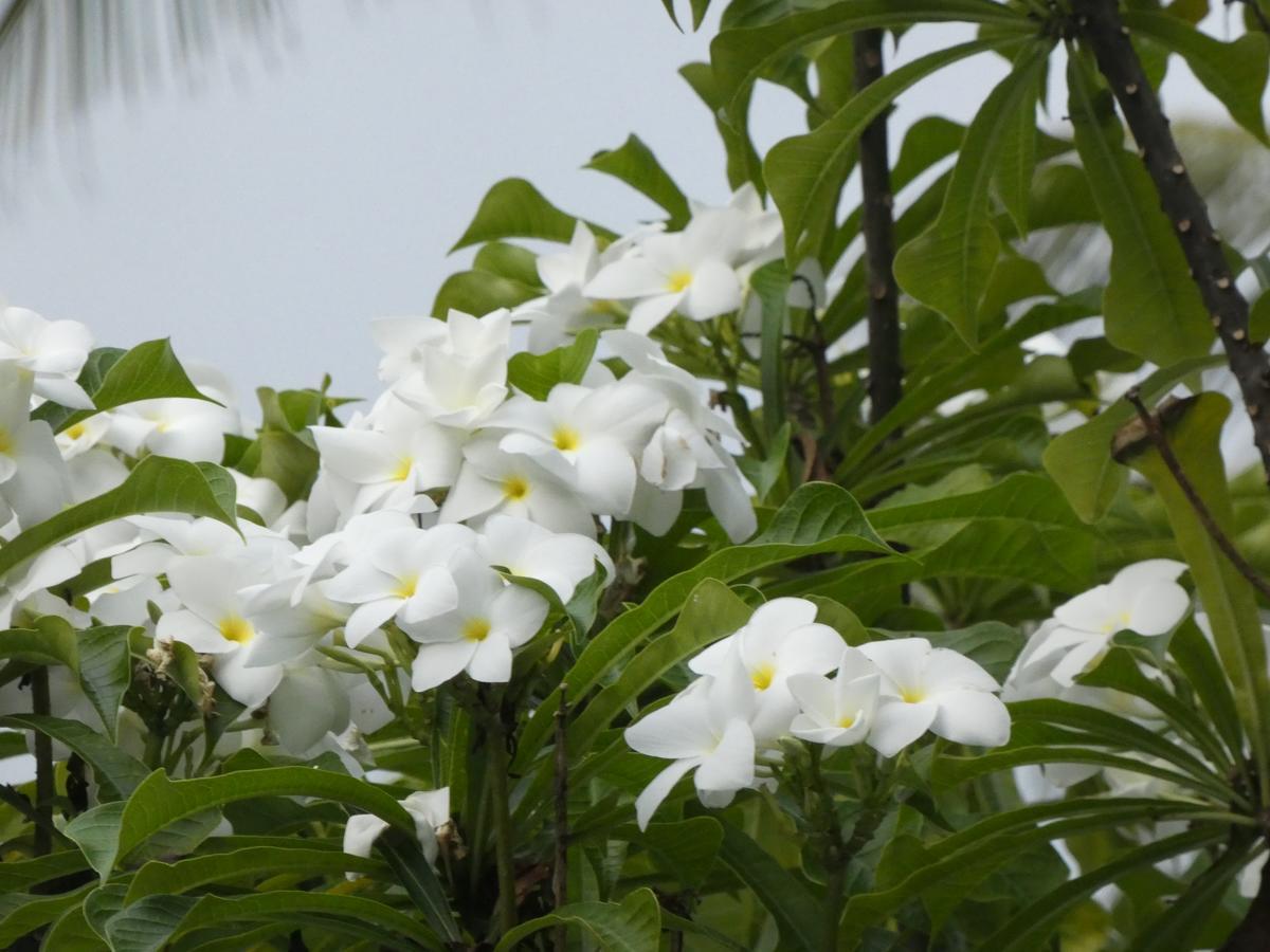 Pahalage Guesthouse Beruwala Esterno foto